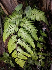 Diplazium dilatatum