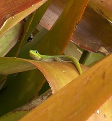 Phelsuma laticauda laticauda