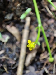 Ranunculus polyphyllus