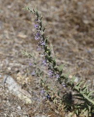 Trichostema lanceolatum