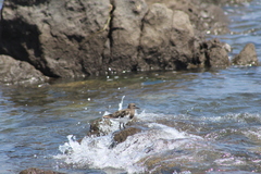 Arenaria melanocephala