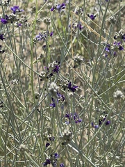 Psorothamnus scoparius