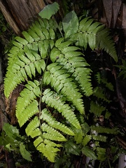 Diplazium dilatatum