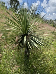 Asparagaceae