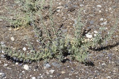 Trichostema lanceolatum