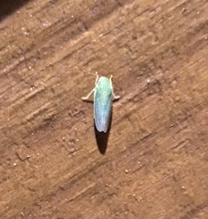 Gyponana octolineata
