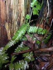 Diplazium dilatatum