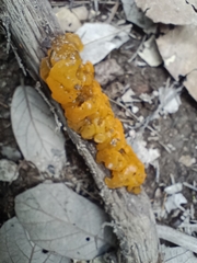Tremella