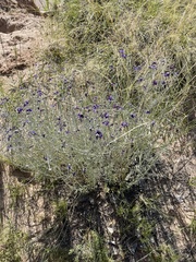 Psorothamnus scoparius