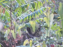 Aristolochia debilis