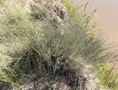 Psorothamnus scoparius