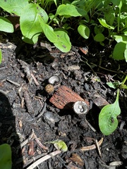 Nidulariaceae