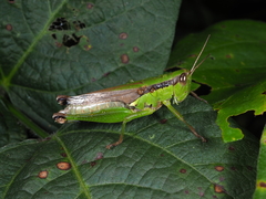 Oxyini