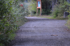 Troglodytes pacificus