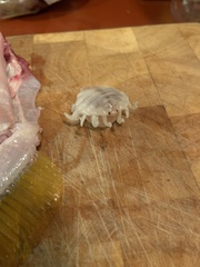 Ourozeuktes bopyroides