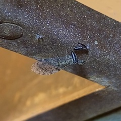 Plega dactylota