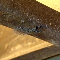 Plega dactylota