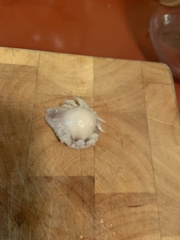 Ourozeuktes bopyroides