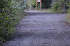 Troglodytes pacificus