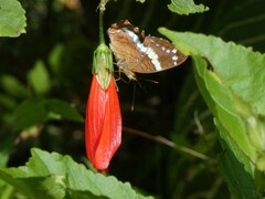 Anartia fatima