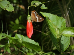 Anartia fatima