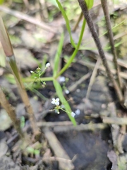 Veronica scutellata