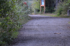 Troglodytes pacificus