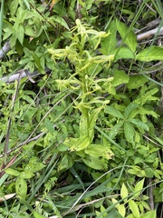 Habenaria novemfida