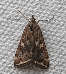 Loxostege cereralis