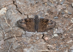 Erynnis tristis tatius