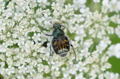 Trichiotinus affinis