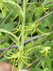 Habenaria novemfida