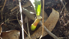 Nepenthes mirabilis