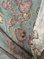 Melanopleurus inflatus