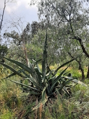 Agave