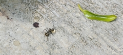 Polyrhachis illaudata