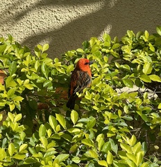 Foudia madagascariensis