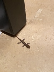 Lepidodactylus lugubris