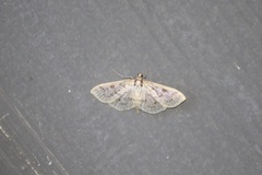 Herpetogramma aquilonalis