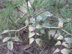 Diplocarpon rosae