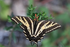 Papilio pilumnus