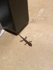 Lepidodactylus lugubris