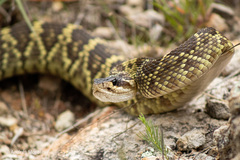 Crotalus molossus nigrescens
