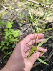 Veronica scutellata