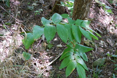 Polygonatum biflorum