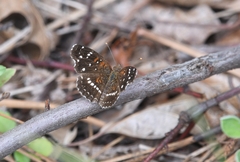 Anthanassa texana texana