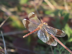 Sympetrum pedemontanum