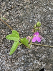 Phaseolus vulgaris