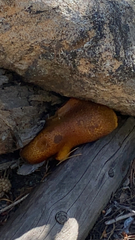 Tricholomopsis decora