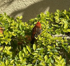 Foudia madagascariensis